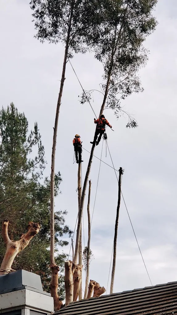 Two SA Tree Care arborists performing controlled eucalyptus removal