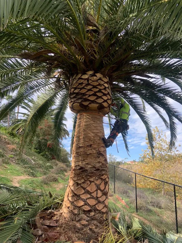 Palm tree maintenance and frond removal by SA Tree Care