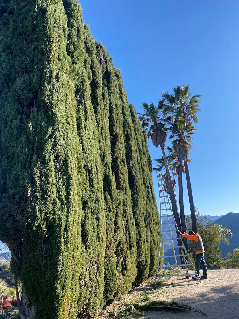 Professional hedge trimming on a Southern California property
