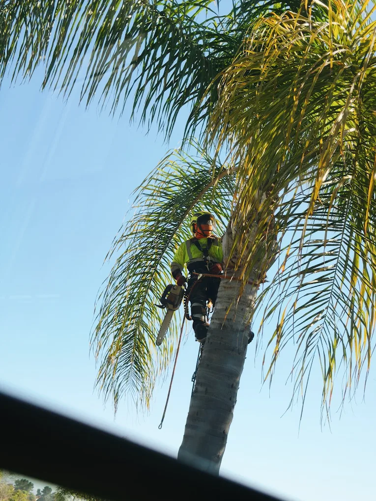 SA Tree Care arborist safely trimming a tall palm tree